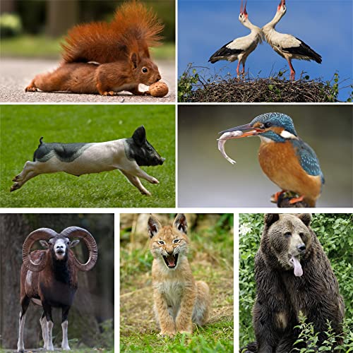10 tarjetas postales con animales de Europa, 10 tarjetas postales en 3D de animales locales de parques salvajes – ideal para coleccionistas, postcrosing o como material educativo para biología.
