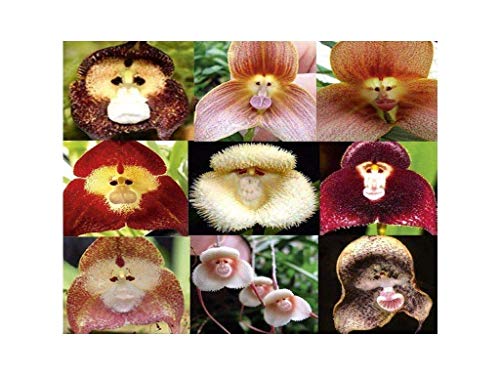100 PCS cara del mono orquídea tropical de la mezcla Semillas Planta rara flor exótica Bonsai