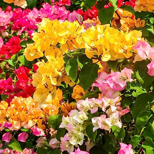 100 semillas de buganvilla (Bougainvillea Spectabilis) resistentes al invierno, semillas de decorativas flores silvestres para jardín exterior. Semillas exóticas, plantas de jardín, flores de balcón