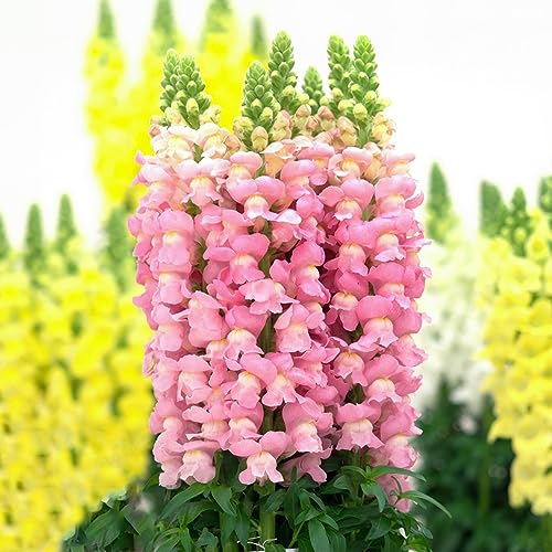 500 unidades de semillas de boca de león resistentes al invierno, plantas resistentes para jardín (Antirrhinum Majus) plantas exóticas resistentes al invierno balcón flores bonsái semillas semillas de