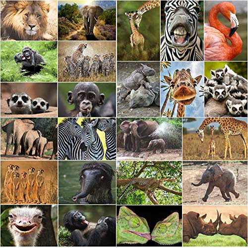 EDITION COLIBRI Juego de 24 tarjetas postales de animales de África (24 tarjetas postales con distintos animales) para coleccionistas o intercambio de tarjetas