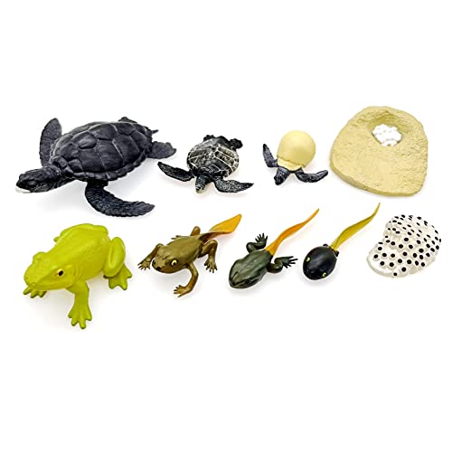 JZK 2 Juegos Figuras etapas Ciclo Vida de una Rana y Tortuga Marina, Ciclo Vida Rana, Modelos Ciclo Vida Tortuga Marina, Juguetes Ciclo Vida Animal, juguet Educación temprana, Ciclo Vida renacuajo