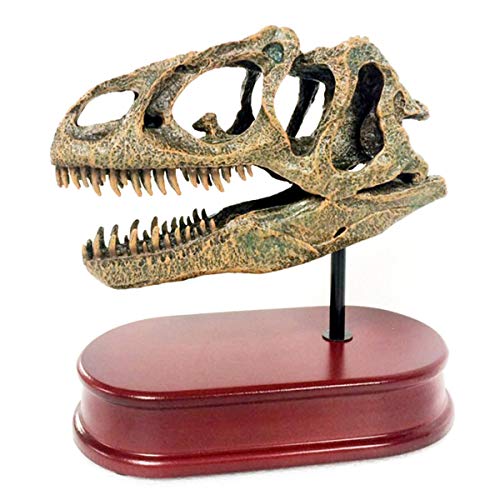 LUCKFY Allosaurus Modelo cráneo Figuras réplica a Escala Dinosaurio 6,5 Pulgadas para la Pintura Juguete Educación, la Ciencia Herramienta de Aprendizaje Enseñanza Médica
