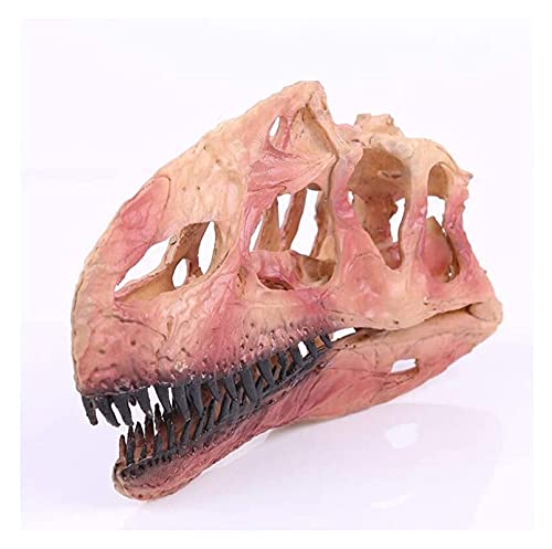 Modelo de cráneo de Dinosaurio Modelo de cráneo de Monolophosaurus Réplica de cráneo de Dinosaurio Material de Resina Modelo de cráneo de Animal