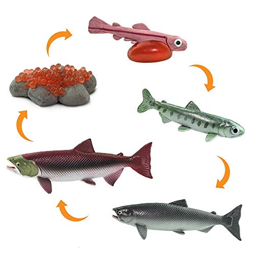 Safari Ltd. Safariology Life Cycle Series Ciclo de vida de un salmón Figura de juguete para niños y niñas - A partir de 3 años