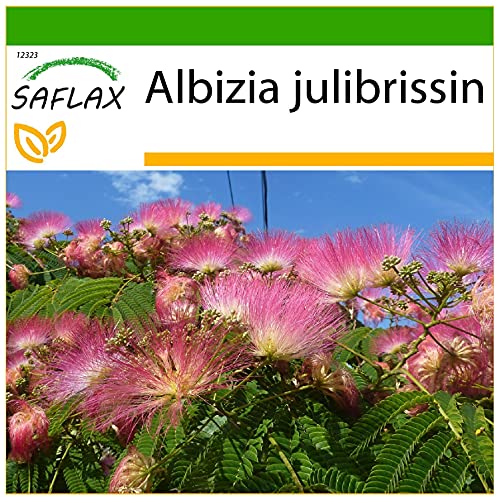 SAFLAX - Acacia de Constantinopla - 50 semillas - Con sustrato estéril para cultivo - Albizia julibrissin