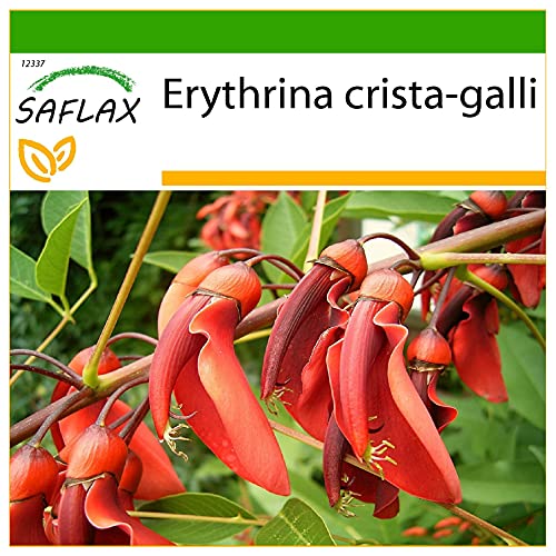 SAFLAX - Árbol del coral - 6 semillas - Con sustrato estéril para cultivo - Erythrina crista galli