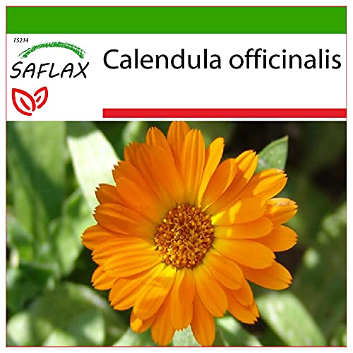 SAFLAX - Botón de oro - 50 semillas - Con sustrato estéril para cultivo - Calendula officinalis