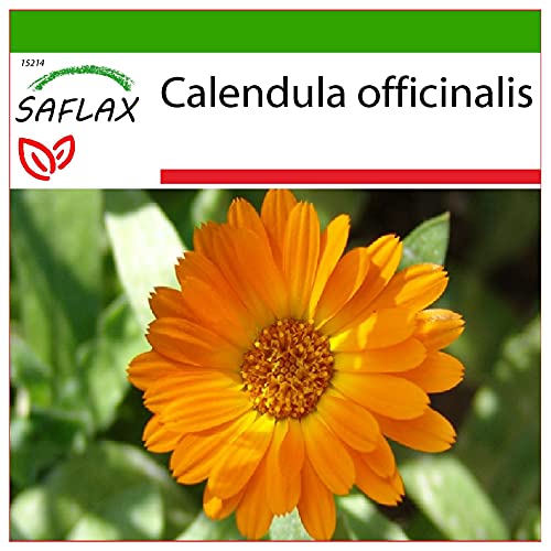 SAFLAX - Botón de oro - 50 semillas - Con sustrato estéril para cultivo - Calendula officinalis