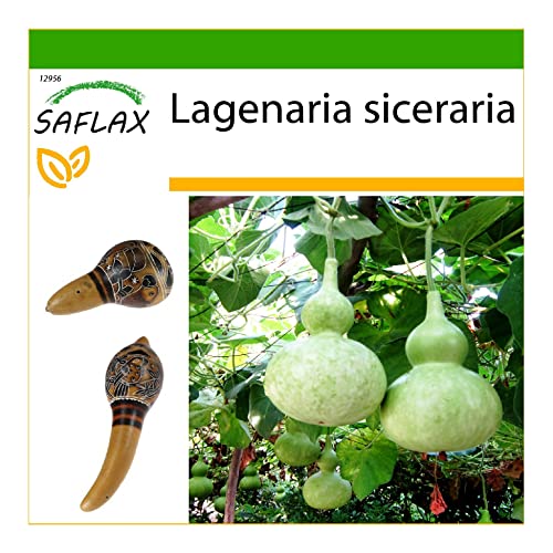 SAFLAX - Calabaza de peregrino - 15 semillas - Con sustrato estéril para cultivo - Lagenaria siceraria