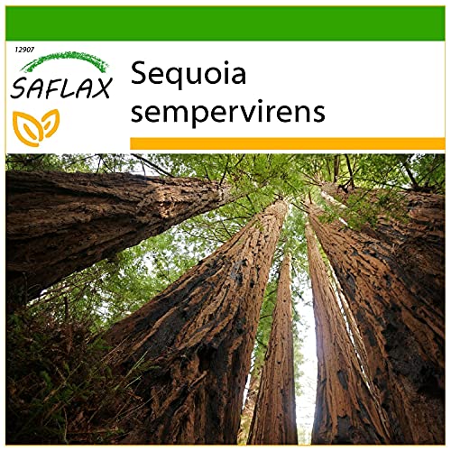 SAFLAX - Secuoya roja - 50 semillas - Con sustrato estéril para cultivo - Sequoia sempervirens