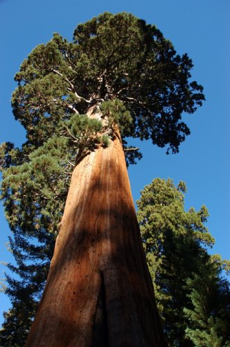 Set de cultivo para secuoya (Sequoia dendron giganteum) de Seedeo®, 50 semillas