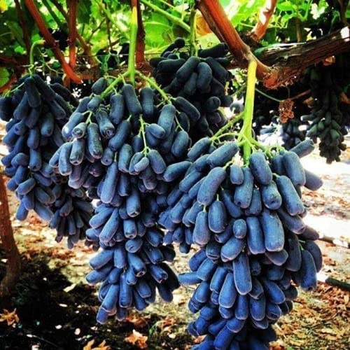 WCYBQX 100 piezas semillas de uva raro familia Heirloom fruta Natural cultivo escalada especies hogar jardín necesario no GMO fresco esfuerzo
