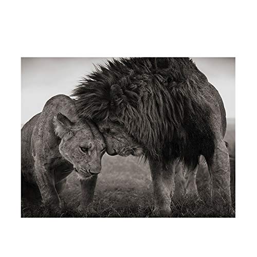 XIANGPEIFBH Cuadro en Lienzo Cabeza a Cabeza Leones Arte en Blanco y Negro Carteles e Impresiones Arte de la Pared Imagen para la Sala Marco decoración 60x70cm (23.6"x27.6) con Marco